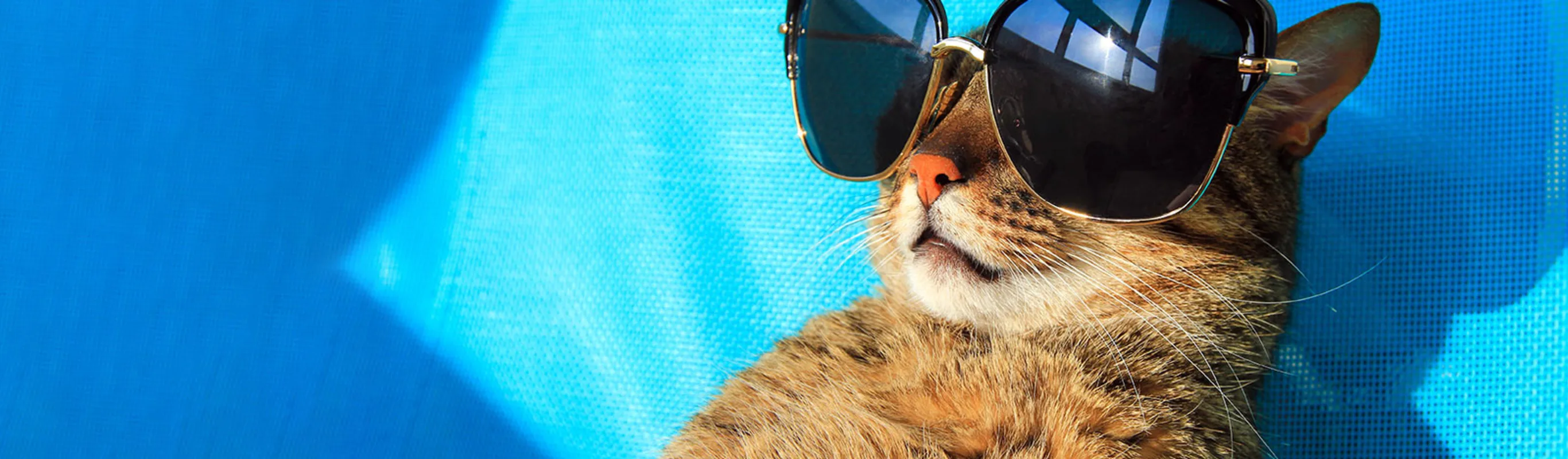 Cat with sunglasses laying on a blue chair